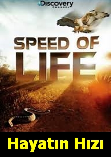 Speed of Life  | Hayatın Hızı |