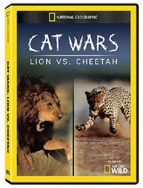 Kedi Savaşları Aslan Çitaya Karşı