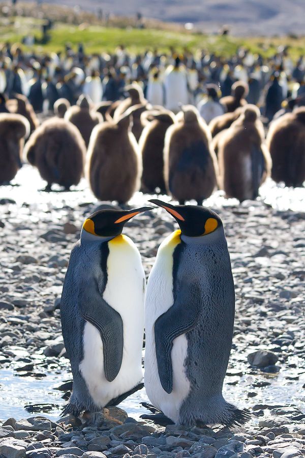 Bir Penguenin Yaşamı – A Penguins Life